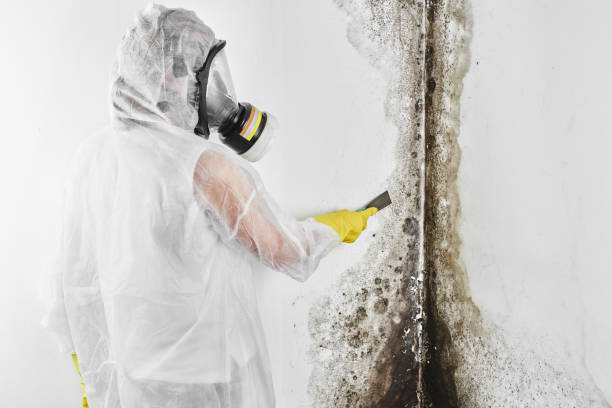 Best Emergency Mold Removal  in Blacklick Estates, OH