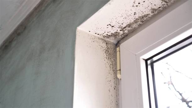 Best Fast Mold Removal  in Blacklick Estates, OH