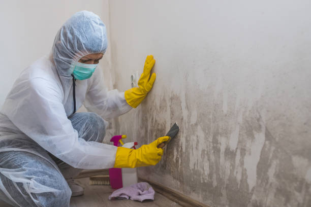 Best Attic Mold Removal  in Blacklick Estates, OH