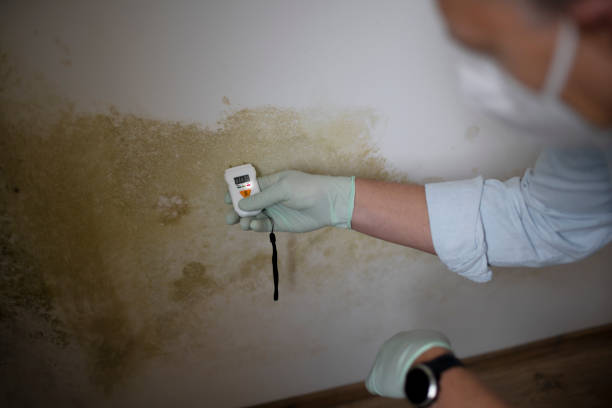 Best Mold Damage Repair  in Blacklick Estates, OH