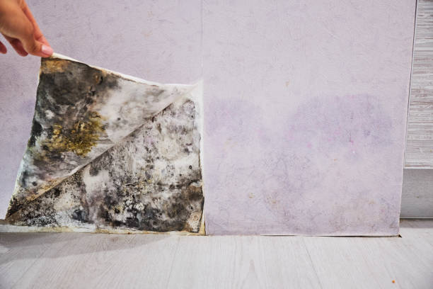 Best Mold Testing  in Blacklick Estates, OH
